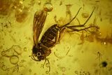 Two Fossil Flies (Diptera) In Baltic Amber #150750-1